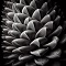 Pine Cone Sound Artwork Alternate: A black and white image of a stylized Pine Cone pattern.